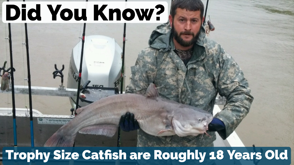 Age of a Catfish