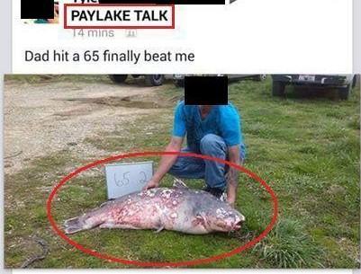 Paylake Catfish