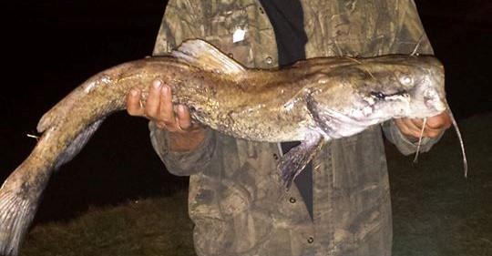 Paylake Catfish