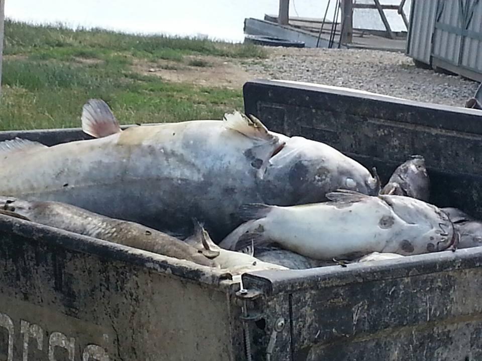 Paylake Catfish