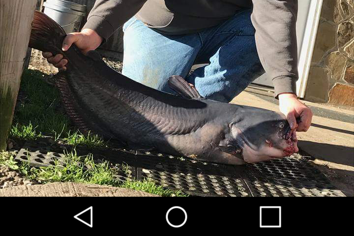 Paylake Catfish