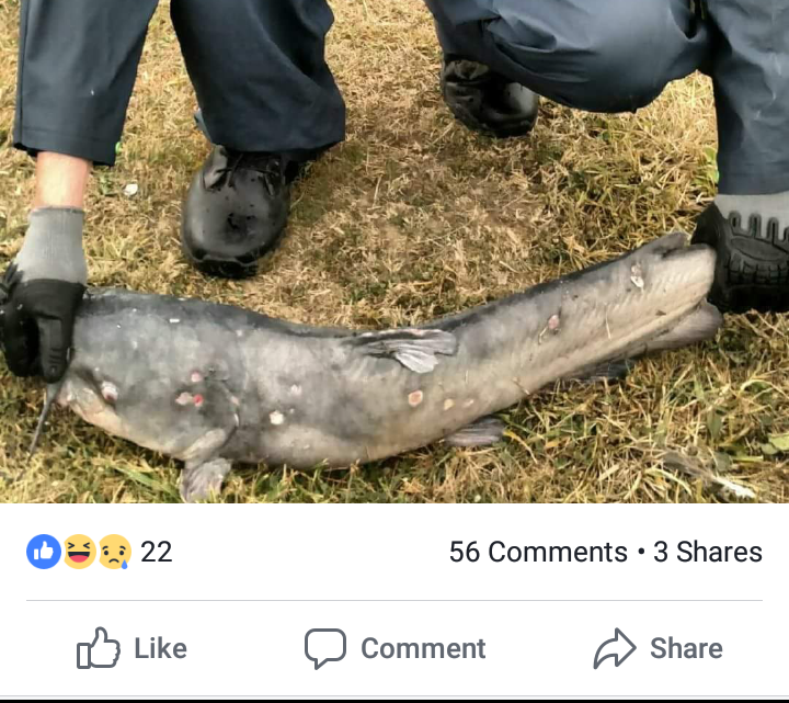 Paylake Catfish