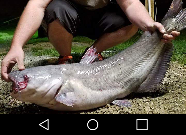 Paylake Catfish