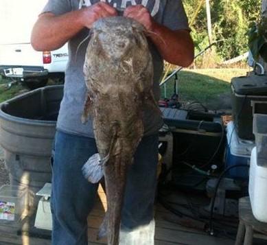 Paylake Catfish