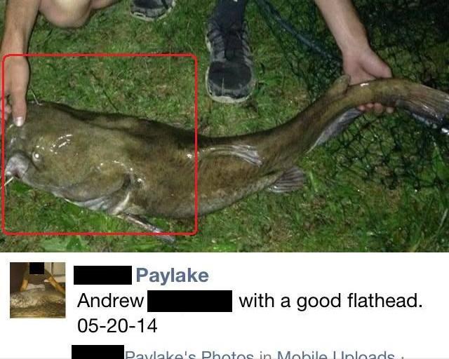 Paylake Catfish