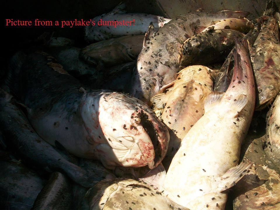 Dead and Sick Paylake Fish
