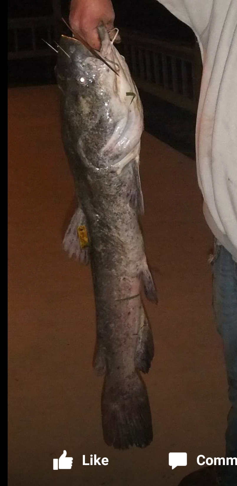 Paylake Catfish