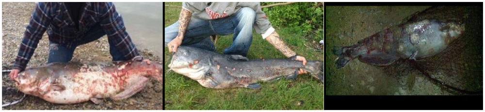 Dead Sick Paylake Catfish