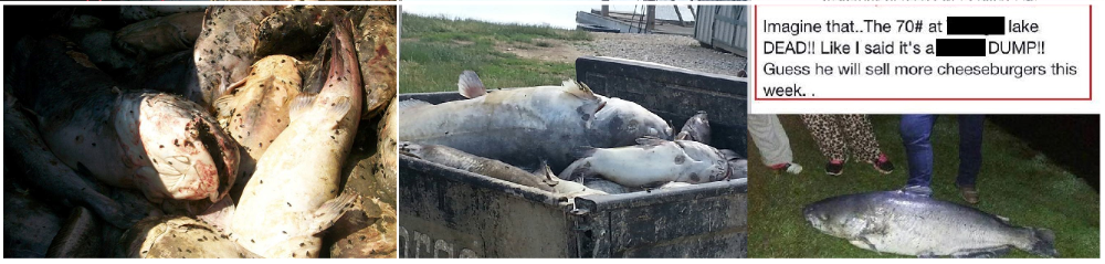 Dead Sick Paylake Cat Fish